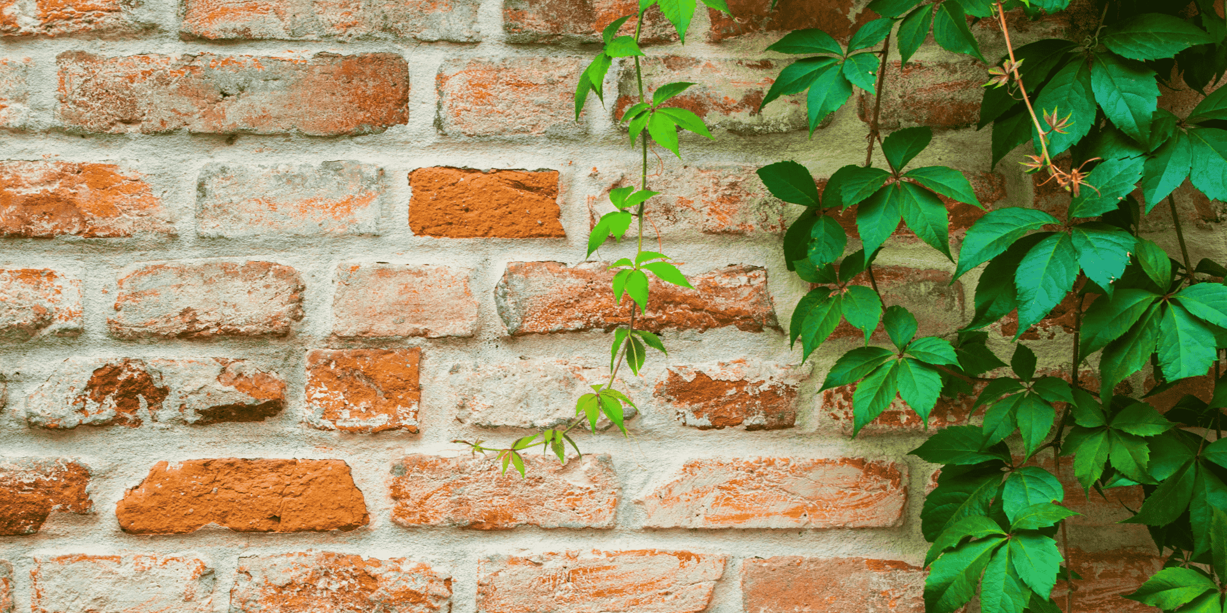 Mur en parement brique ancienne avec végétation grimpante à Lescar